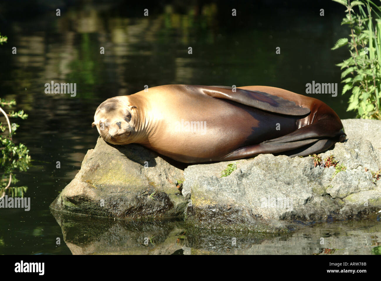 Kalifornische Seelöwen Sonnenbaden und Relaxen auf einem Felsen im Zoo von Edinburgh Stockfoto