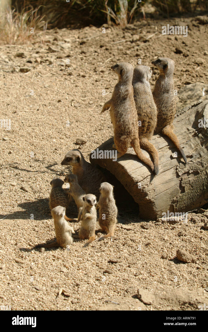 Erdmännchen-Eltern und Jungtiere Stockfoto