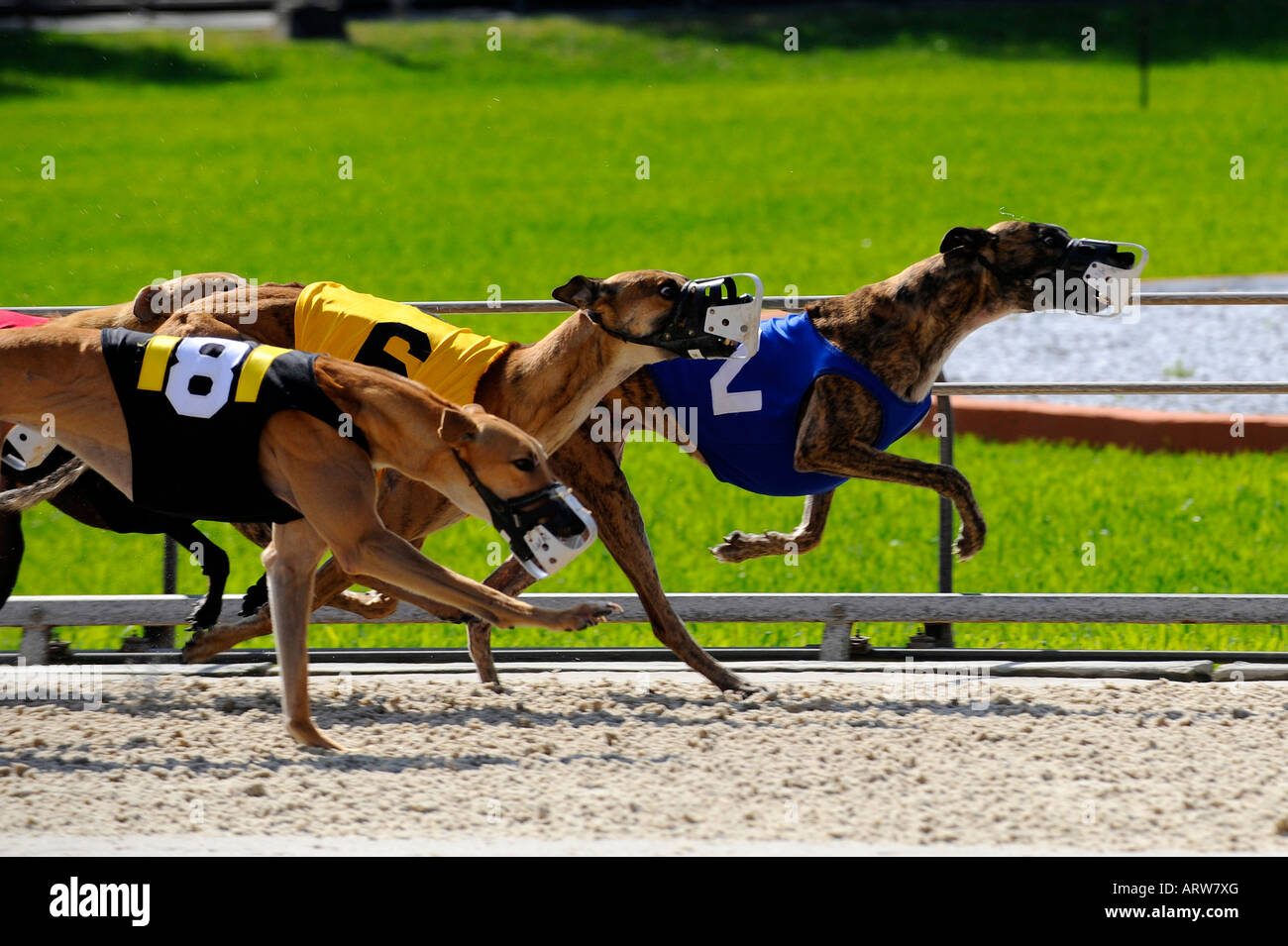 Greyhound-Hunderennen bei Fort Myers Naples Dog track Florida Stockfoto