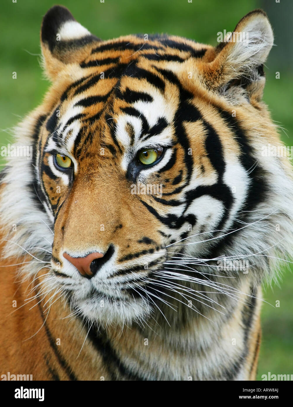Sumatra-Tiger Stockfoto