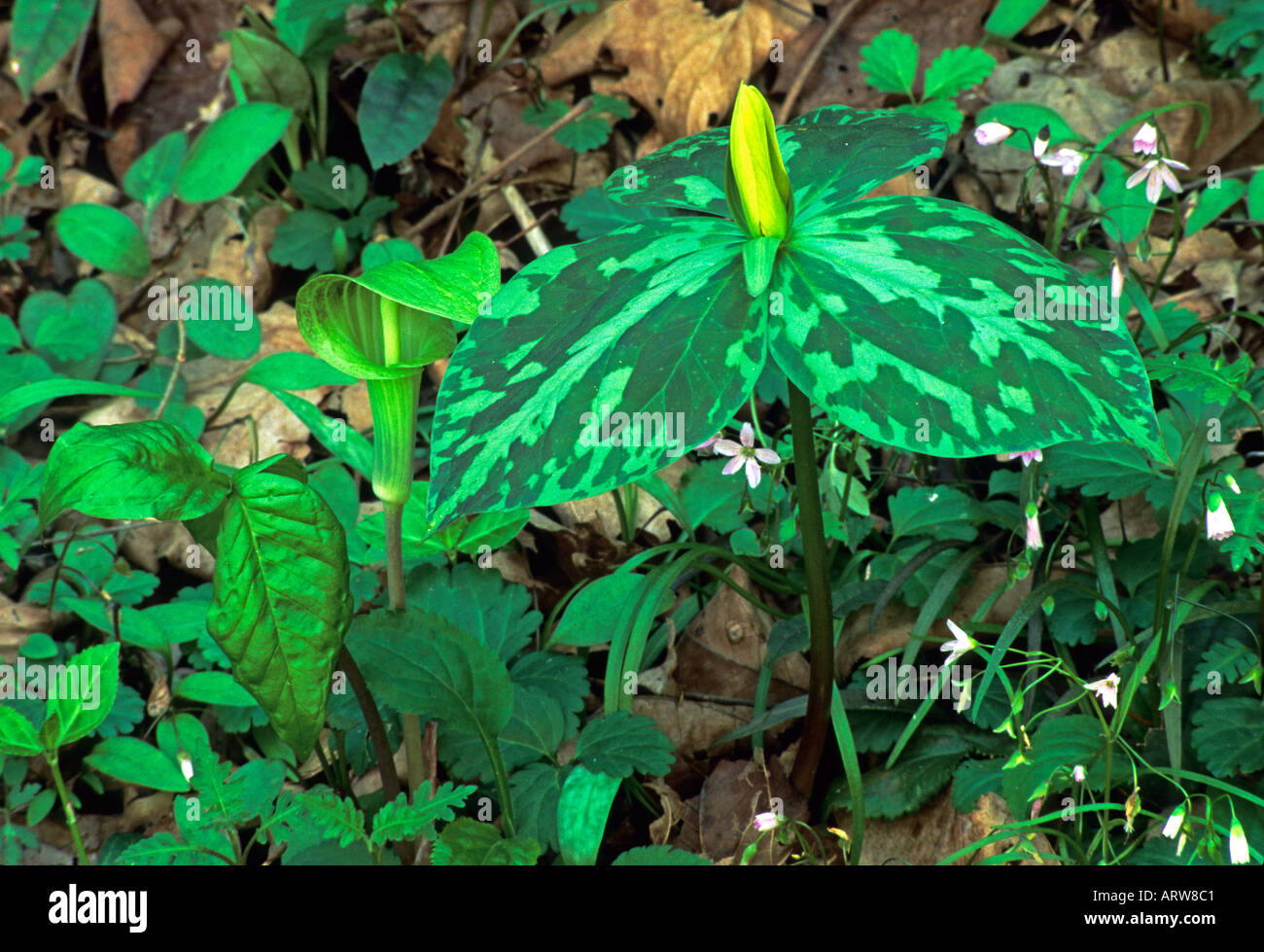 Gelbe Trillium Jack in der Kanzel Great Smoky Mtns Nat Park TN Stockfoto