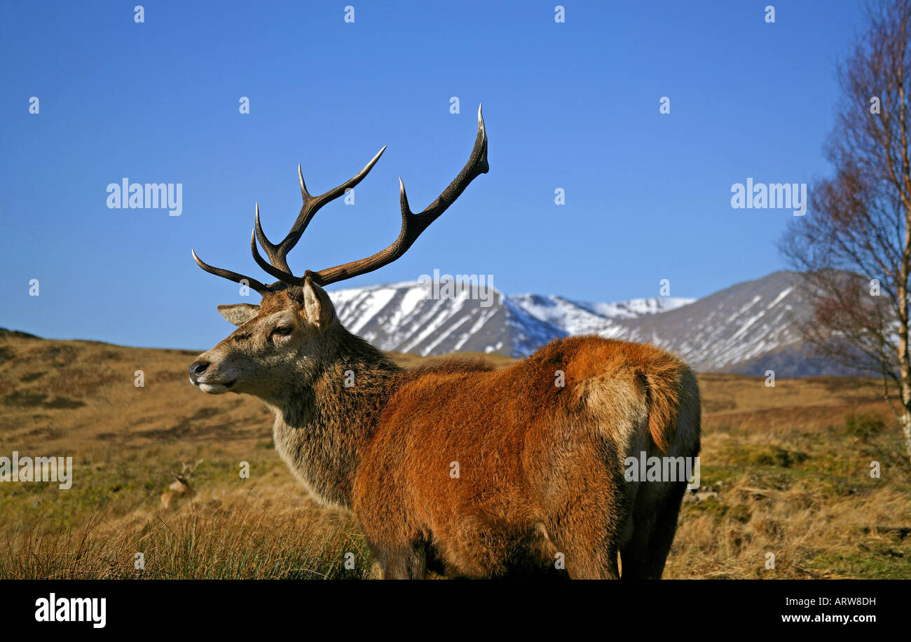 Rotwild-Hirsch (Cervus Elaphus), Lochaber, Schottland, UK, Europa Stockfoto