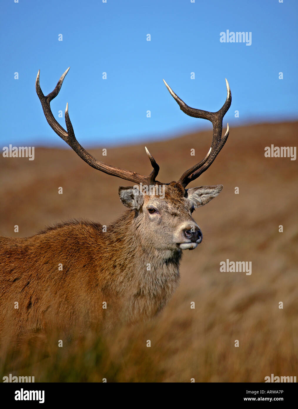 Close-up Rothirsch Hirsch (Cervus Elaphus), Lochaber, Schottland, UK, Europa Stockfoto