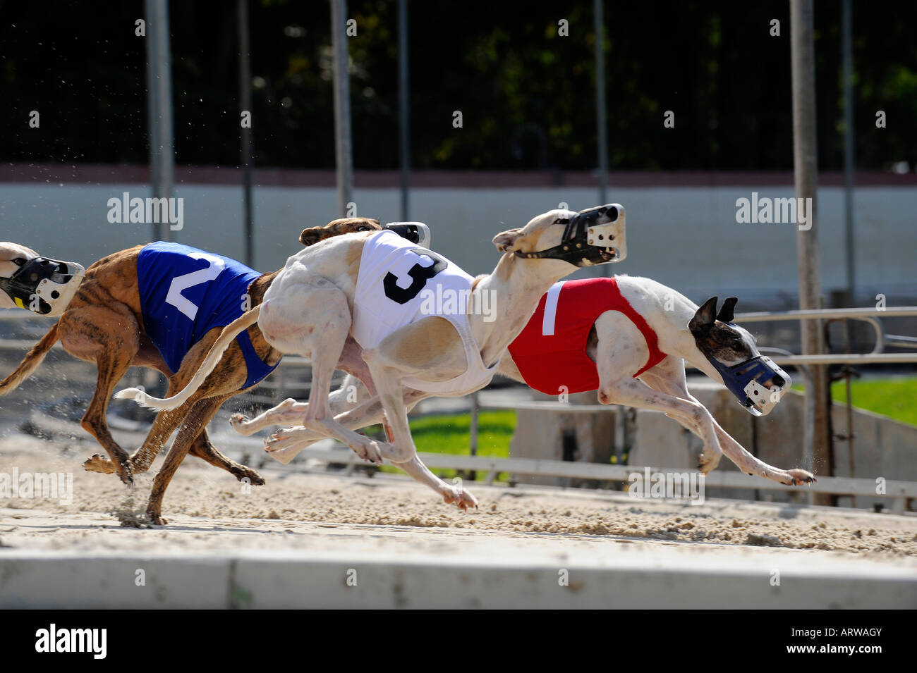 Greyhound-Hunderennen bei Fort Myers Naples Dog track Florida Stockfoto