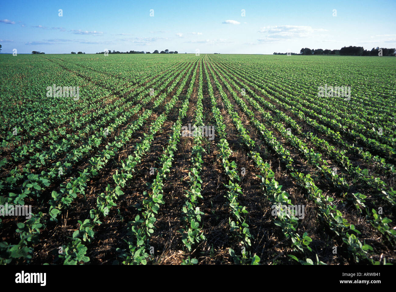 Soja-Ernte im Feld in der Nähe von Trinidad Paraguay Stockfoto