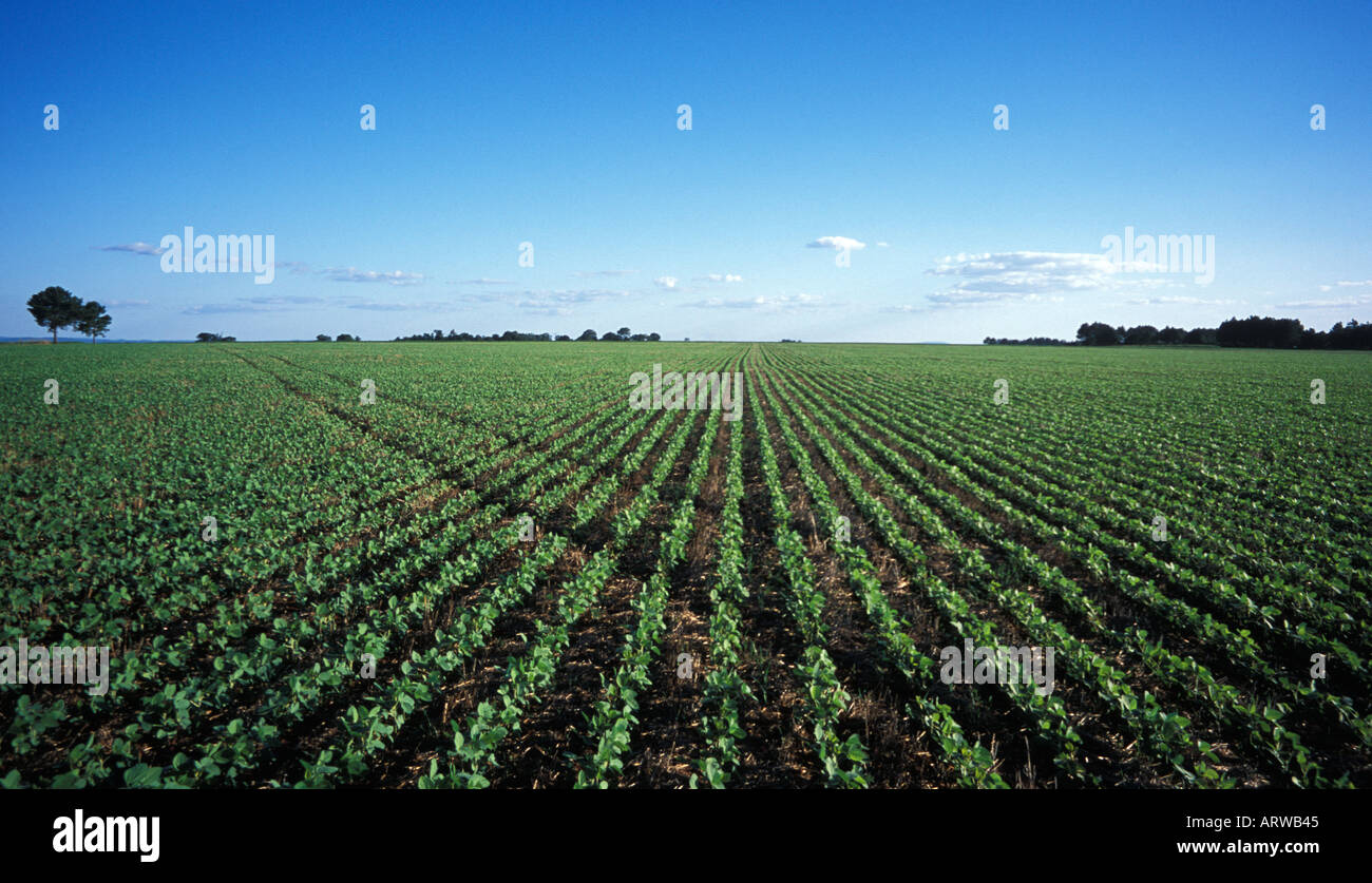 Soja-Ernte im Feld in der Nähe von Trinidad Paraguay Stockfoto