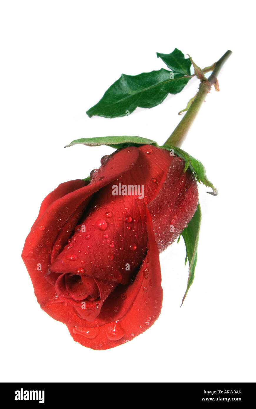 Isolierte beschlagene rote rose auf weißem Hintergrund Stockfoto