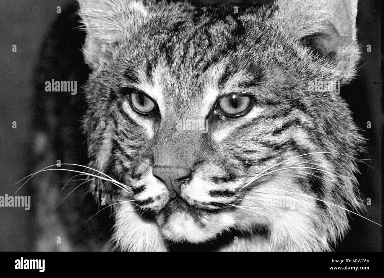 Amerikanische Bobcat im Display an der Ranger Station ausgestopfte Tiere Stockfoto