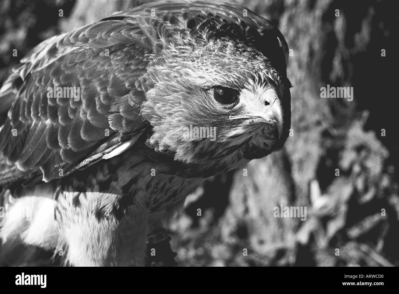 Leiter der Hawk auf Falknerei display Stockfoto