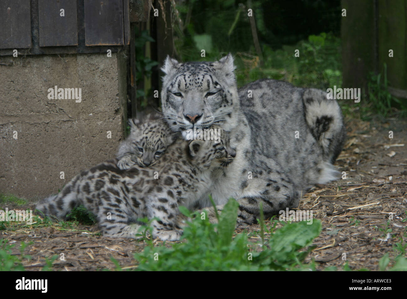 Porträt von Snow Leopardenmutter und Jungtiere Stockfoto