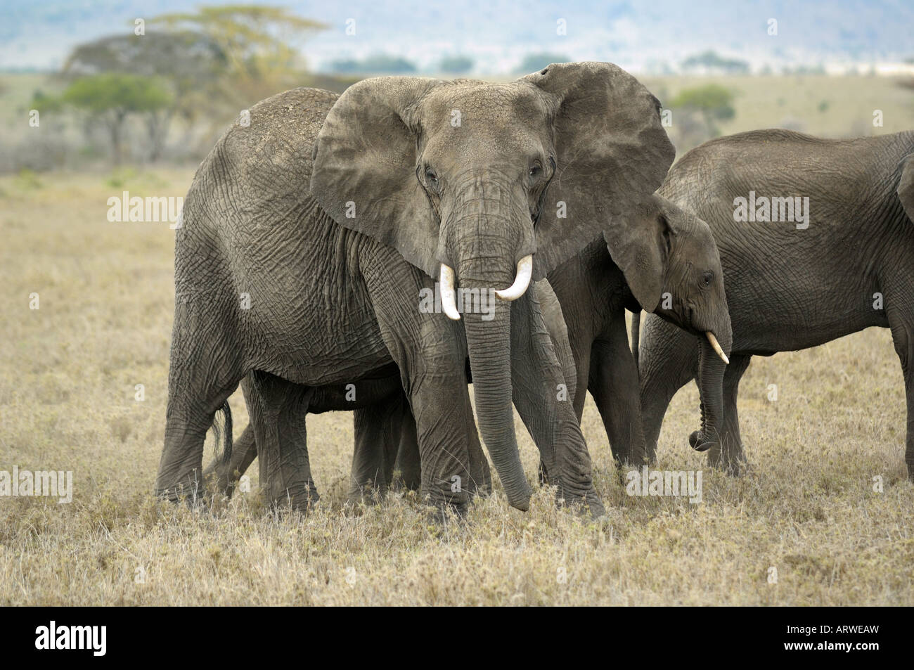 Elefanten, afrikanische Elefanten in der extremen Dürre Zeit Januar 2006, Serengeti, Tansania Stockfoto