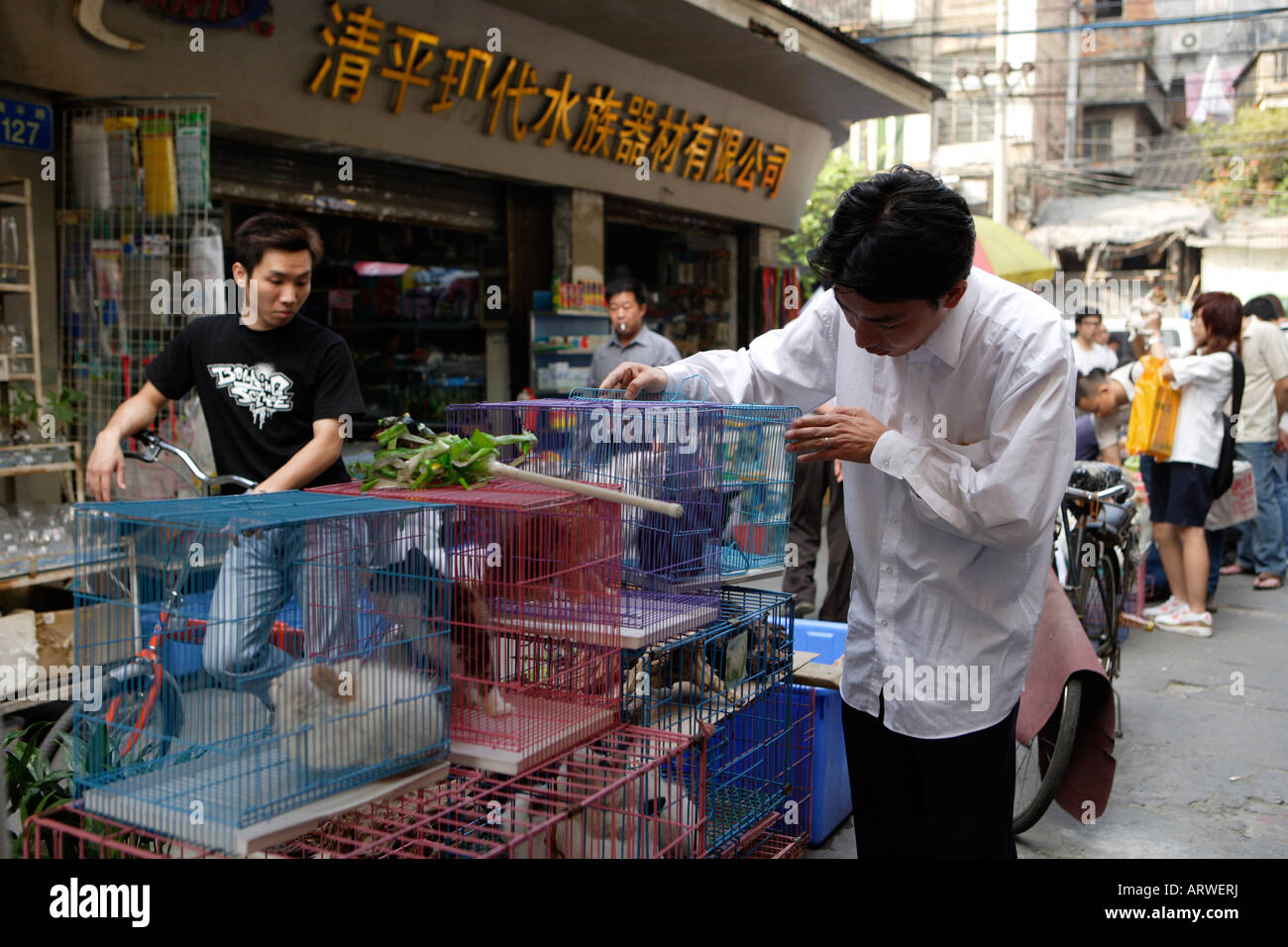 Haustier Straßenmarkt friedlichen Markt Qingping Lu Kanton Guangzhou China Kätzchen zum Verkauf Stockfoto