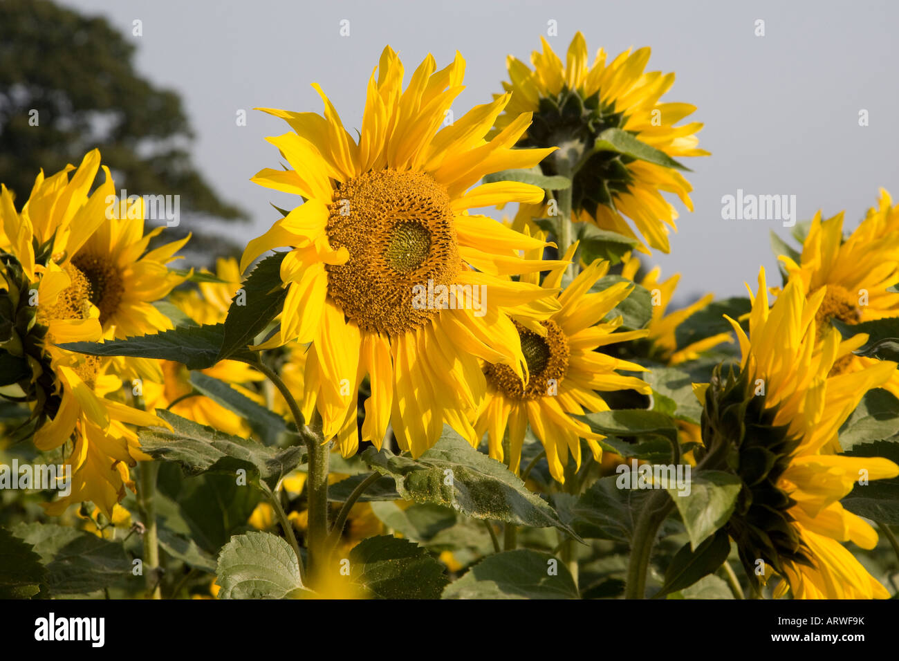 Auf der Suche nach oben, Sonnenblume Seedheads, lebendige goldgelb, blauer Himmel, Vegetation, chaotischen Gefühl, unregelmäßig Stockfoto
