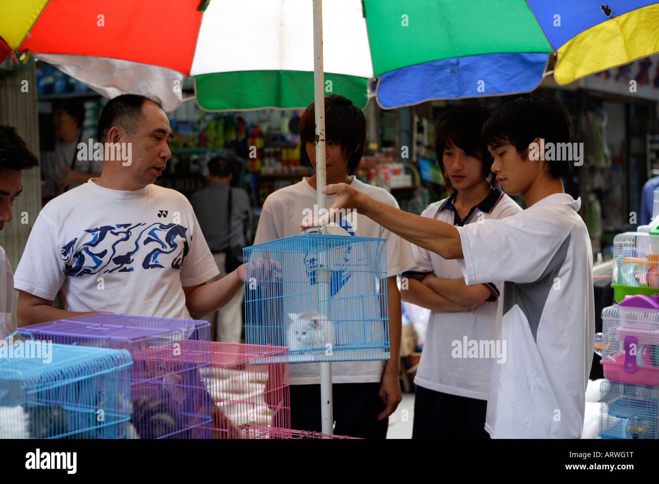 Haustier Straßenmarkt friedlichen Markt Qingping Lu Kanton Guangzhou China Kätzchen zum Verkauf Stockfoto