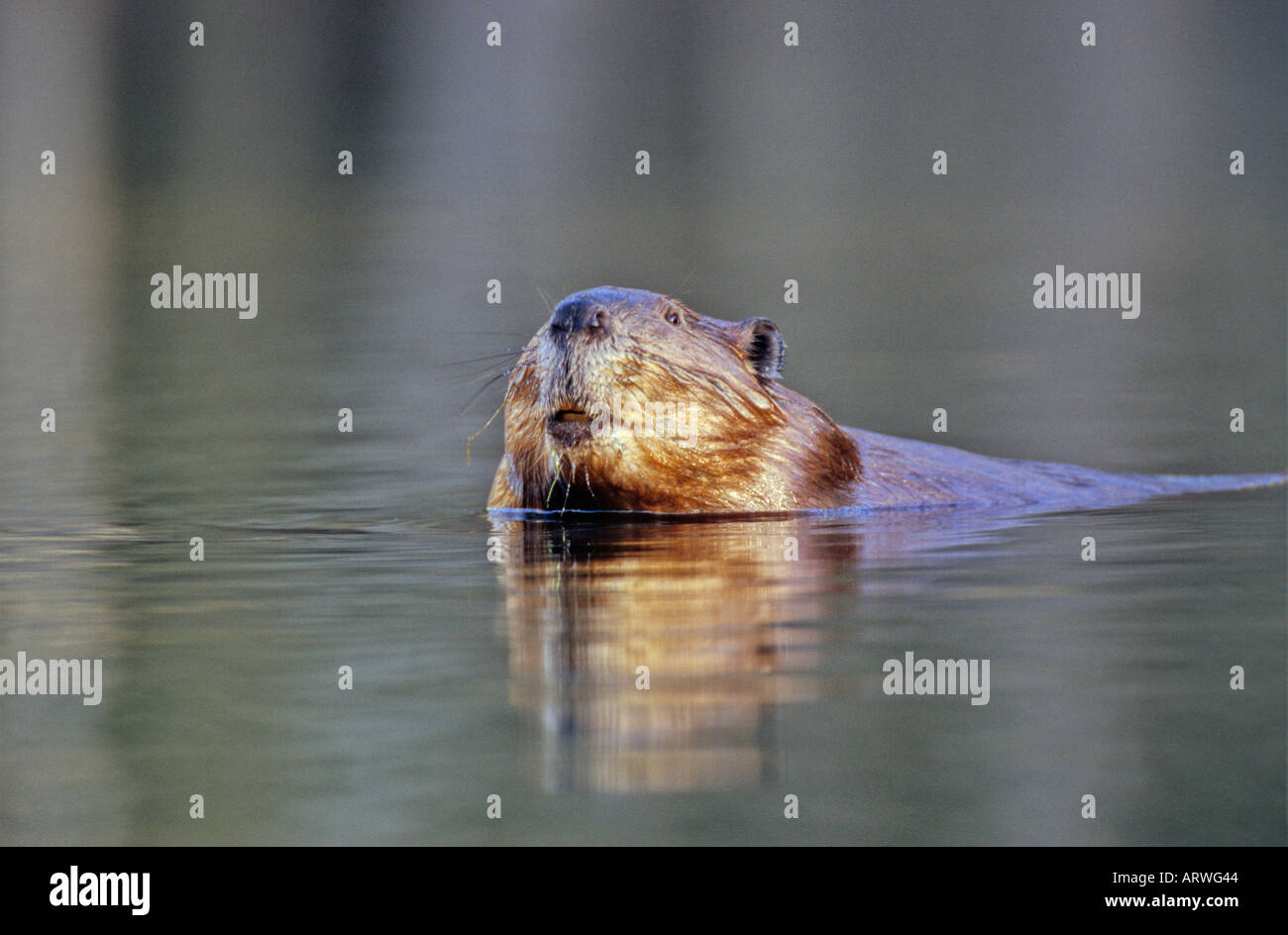 Ein kanadischer Biber schwimmt in einem ruhigen Teich Wasser Stockfoto