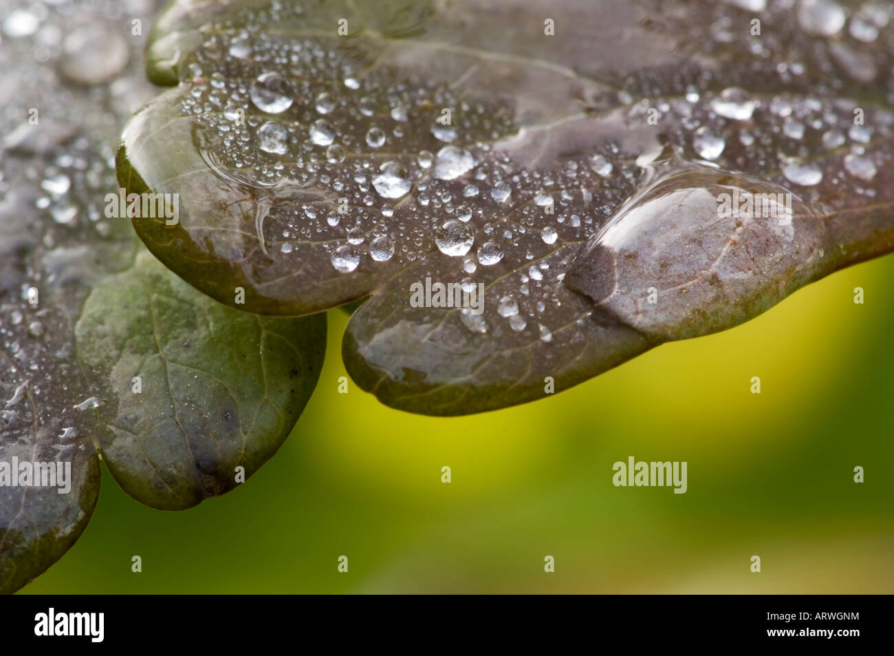 Wassertropfen auf Frühling Blatt Aliquippa PA Stockfoto