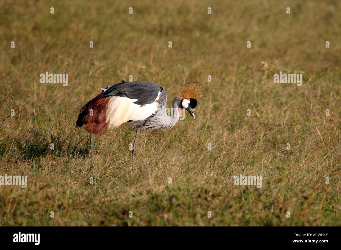 Gekrönte Kran Masai Mara Kenia Afrika Stockfoto