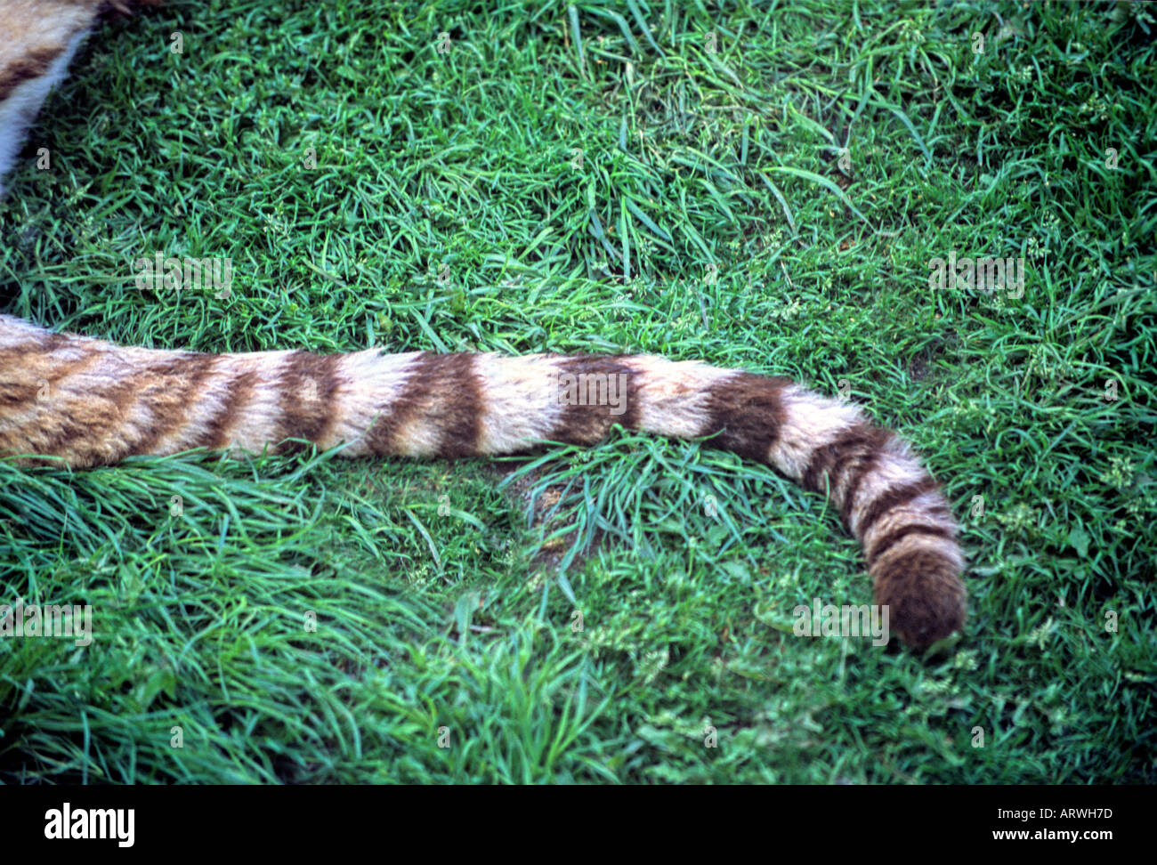 Sibirische Tiger Tail Stockfotografie Alamy