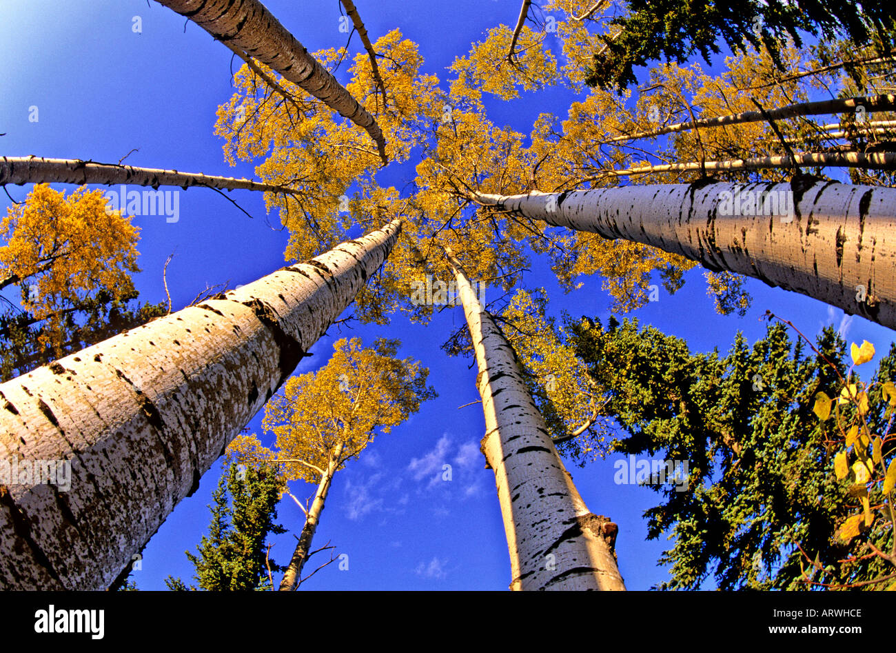 Tree Tops Stockfoto