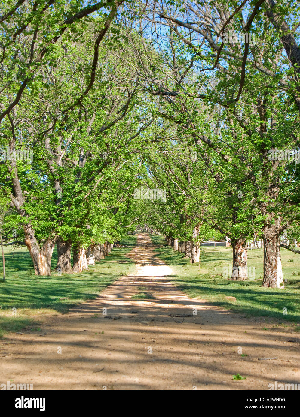 eine Landstraße, gesäumt von Bäumen mit dem neuen Wachstum des Frühlings Stockfoto