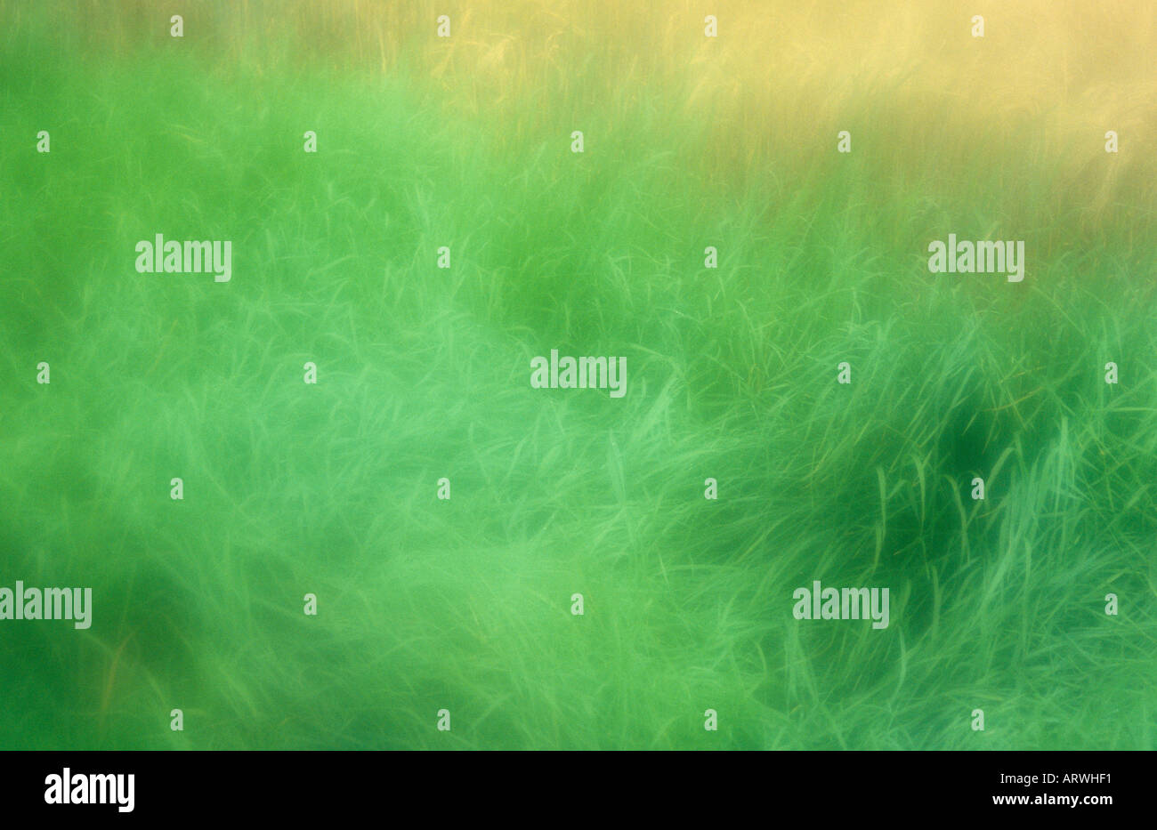 Atmosphärische Rand eines Feldes von Reife blonde zwei Wintergersten Gerste oder Hordeum Distichon neben langen grünen Rasen Stockfoto