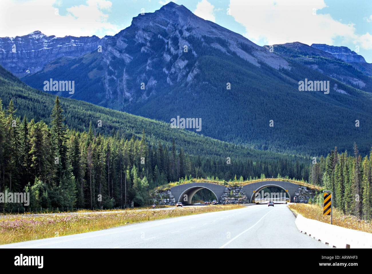Wildlife Overpass in den Kanadischen Rocky Mountains Stockfoto