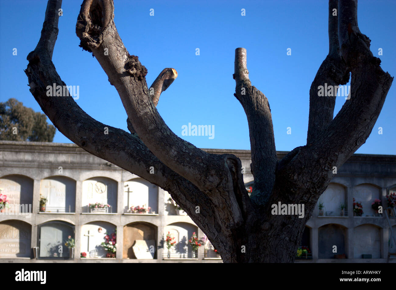 Friedhof in Sant Feliu de Guixols, Katalonien (Spanien). Vor kurzem beschnitten Baum in den Vordergrund und Beerdigung Nischen im Hintergrund Stockfoto