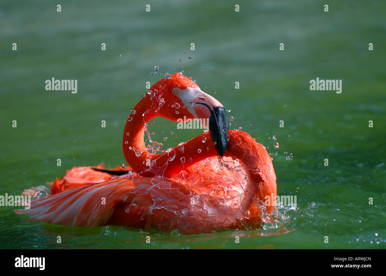 Flamingo unter Bad Stockfoto