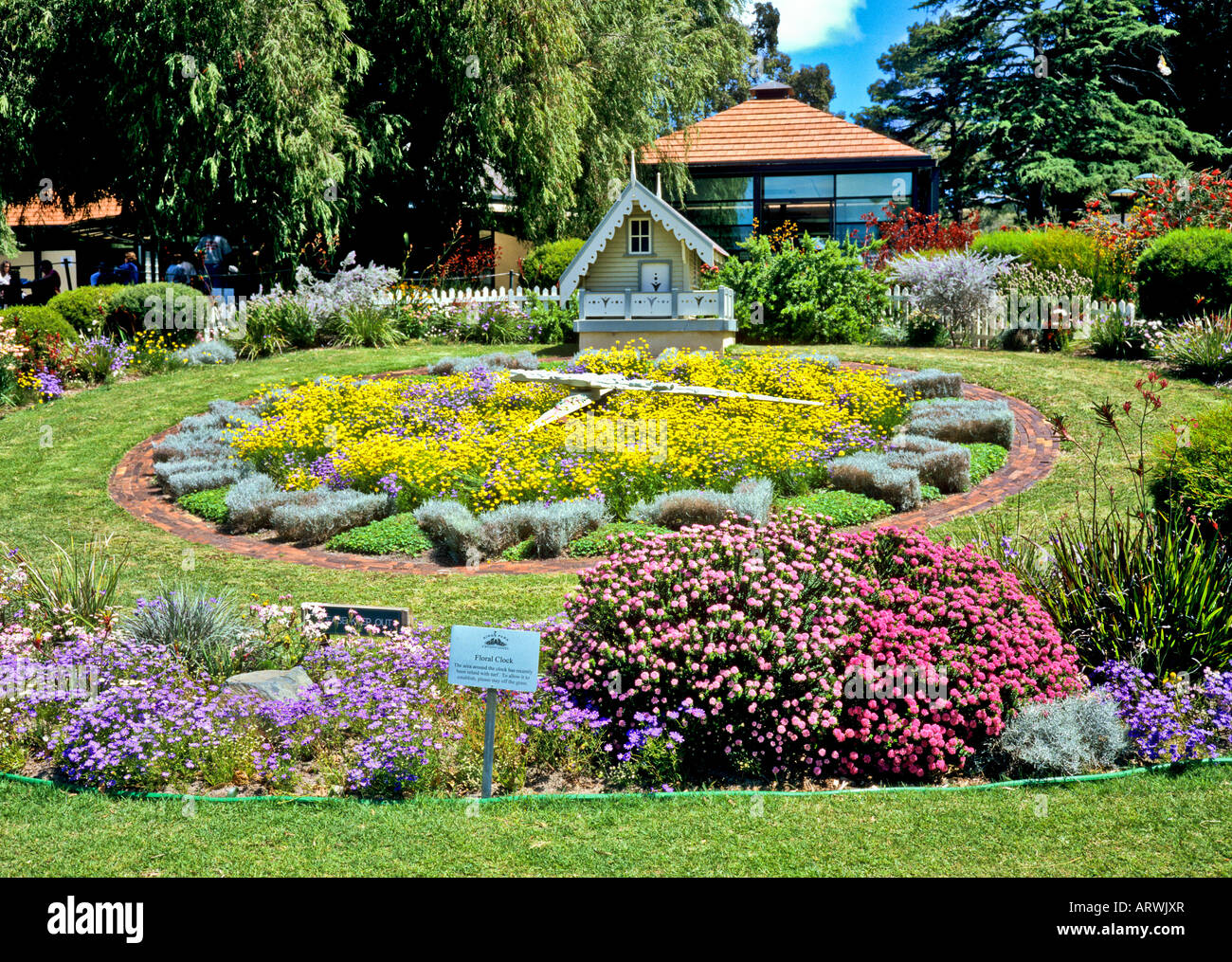 Blumenuhr im Kings Park Perth Western Australia im Frühjahr Stockfoto