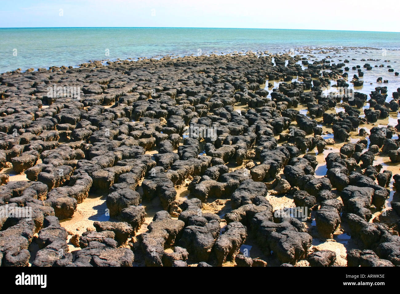 Kolonie von Stromatolithen im Hamelin Pool in der Shark Bay Welterbe und Marine Park, Denham Western Australia Stockfoto