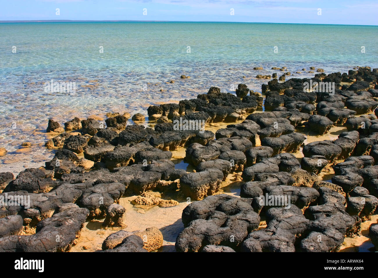 Kolonie von Stromatolithen im Hamelin Pool in der Shark Bay Welterbe und Marine Park, Denham Western Australia Stockfoto