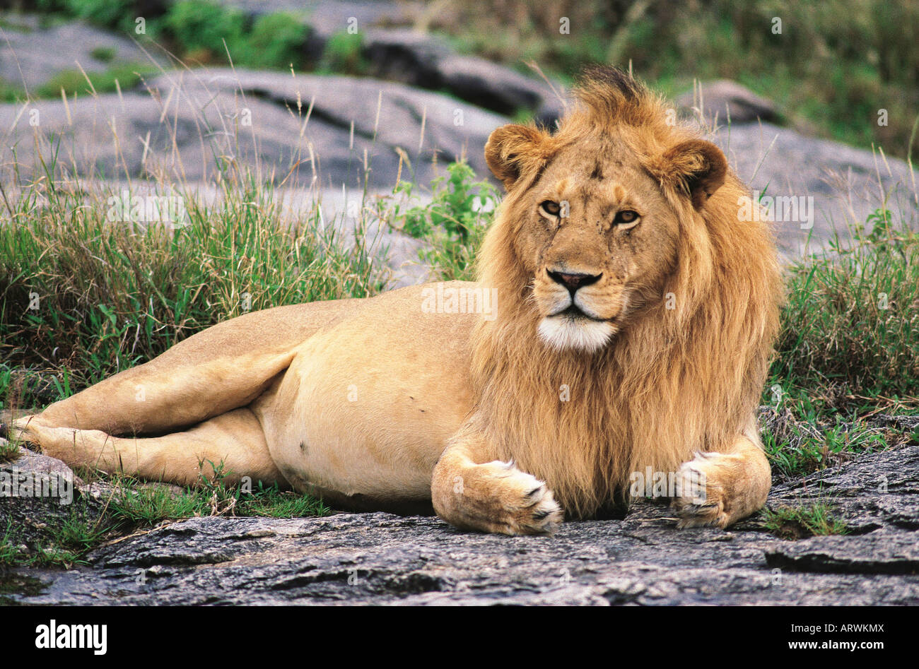 Feinen goldenen Haaren gut genährt männlichen Löwen mit goldenen Mähne entspannende im Serengeti Nationalpark Tansania Ostafrika Stockfoto