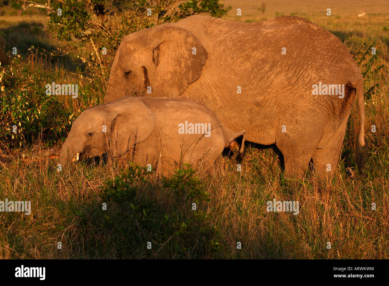 Afrikanische Elefanten, Mutter & Young abends Sonne Masai Mara, Kenia, Stockfoto