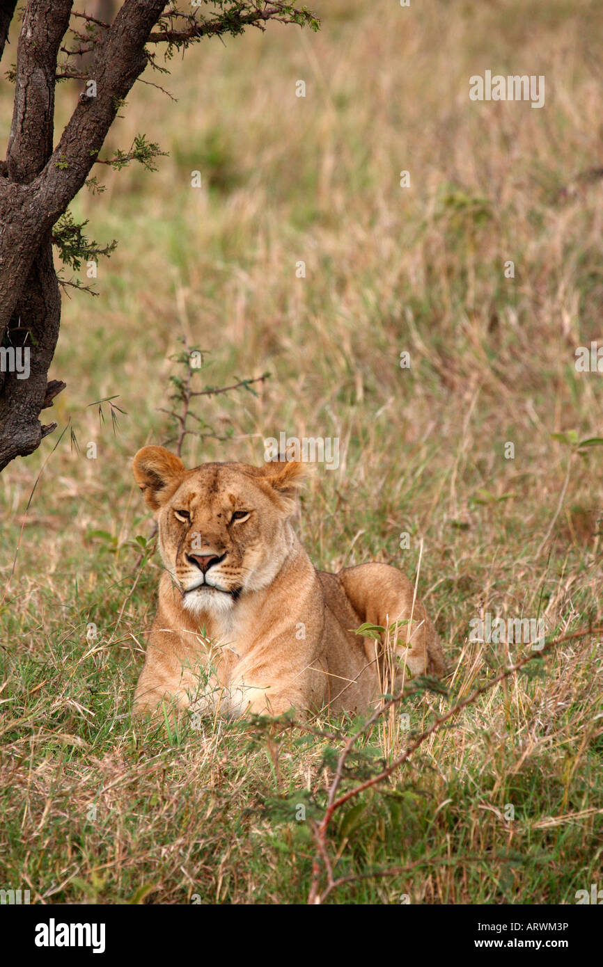 Löwin Panthera Leo sitzen unter Baum Masai Mara Kenia Stockfoto