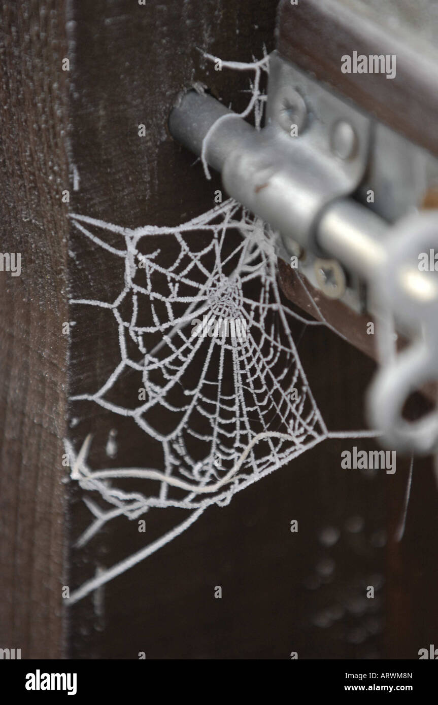 Garten Spinnen Web eingefroren in Raureif auf ein Gartentor Stockfoto
