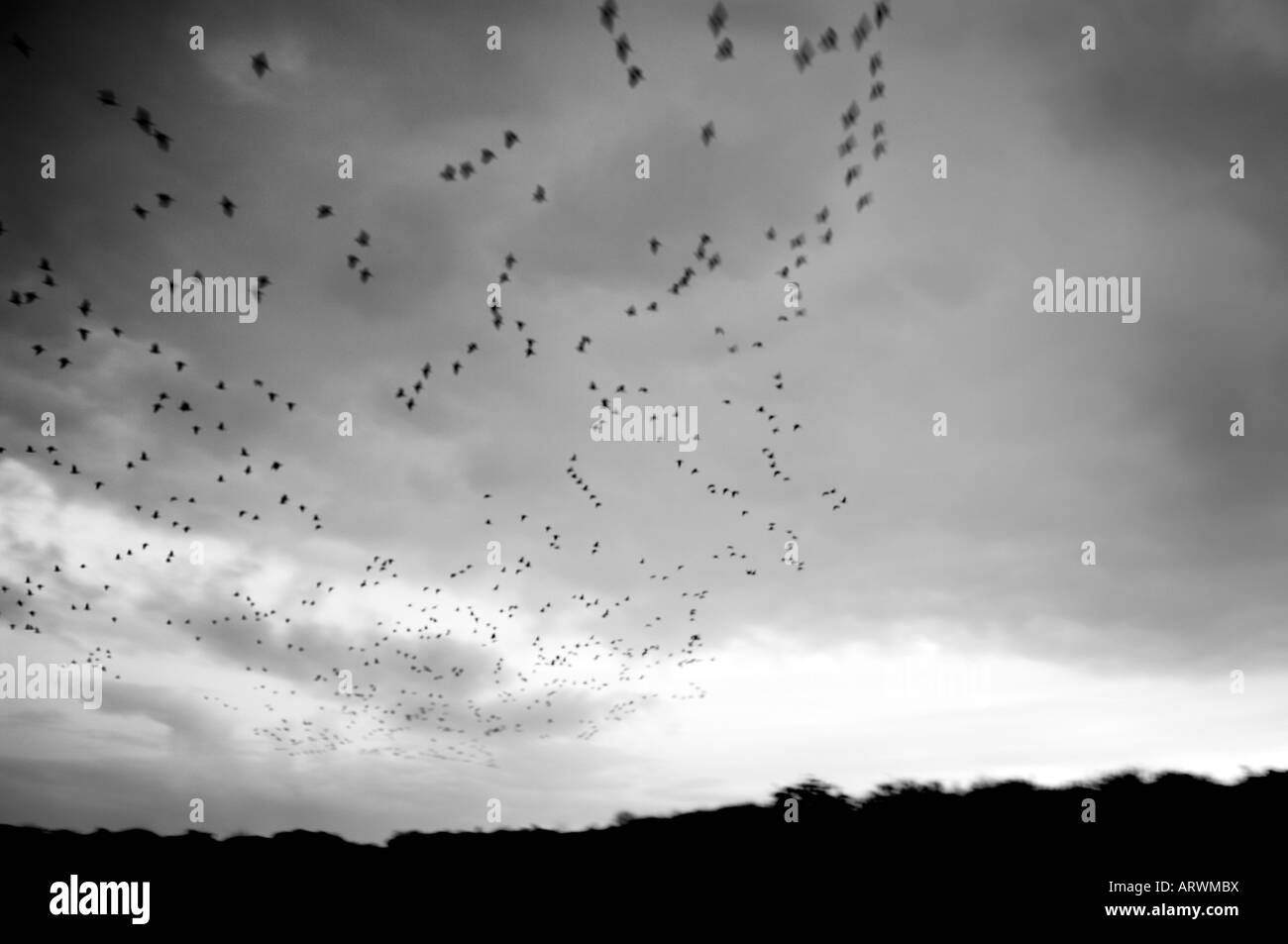 Unschärfe Landschaft weiße fliegende Vögel in einer großen Gruppe zum Licht Insel Schiermonnikoog von Nederland Waddeneiland schwarz weiß Stockfoto