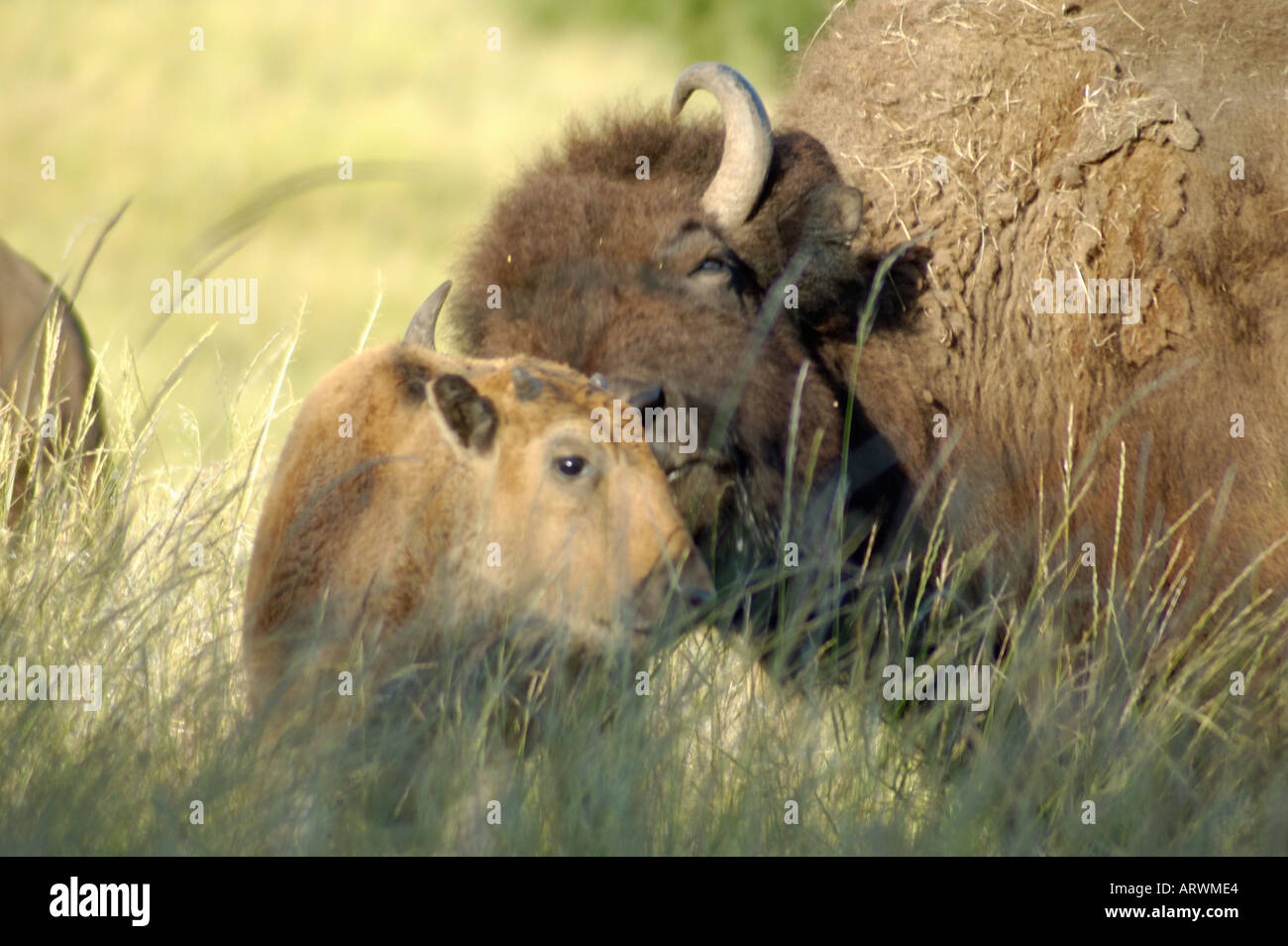 Bison Kalb mit Mutter, National Bison Range, Montana. Stockfoto