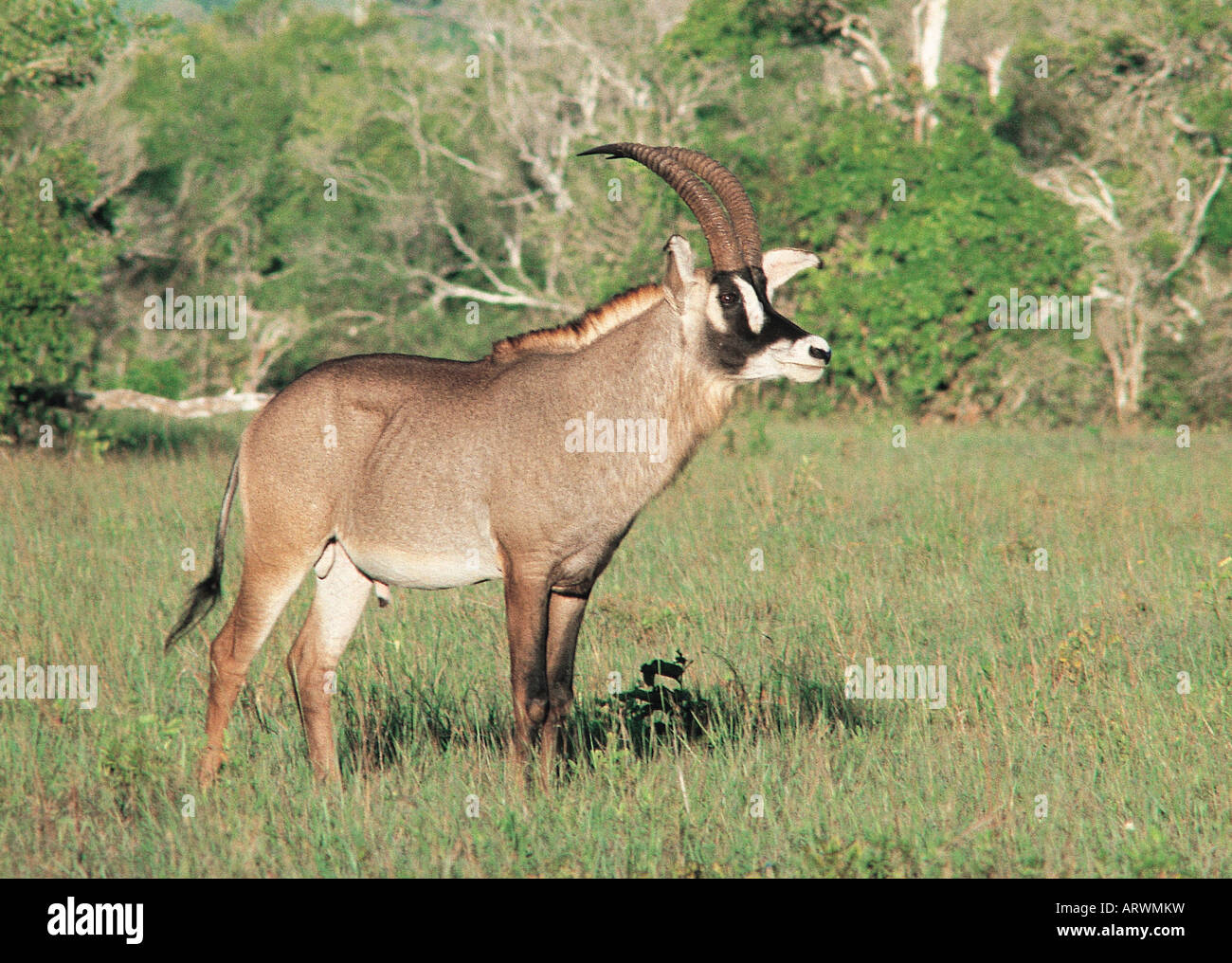 Männliche Roan Antelope Shimba Hills National Reserve Kenia in Ostafrika Stockfoto