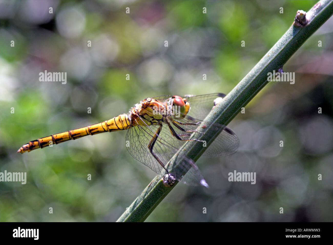 Libelle die Ordnung Odonata ruht auf einem Ast im Botanischen Garten In Sofia die Hauptstadt von Bulgarien Stockfoto