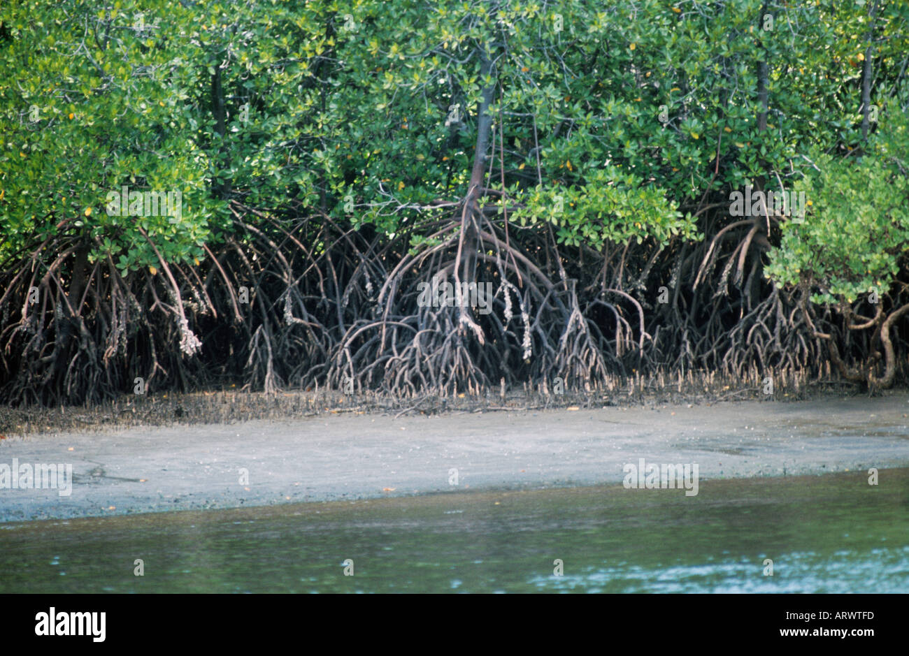 Mangrovenbäume wachsen in tropischen Küsten Sümpfe, ihre schlanke Hartholz-Stämme geerntet für Decken und andere Konstruktion verwendet Stockfoto