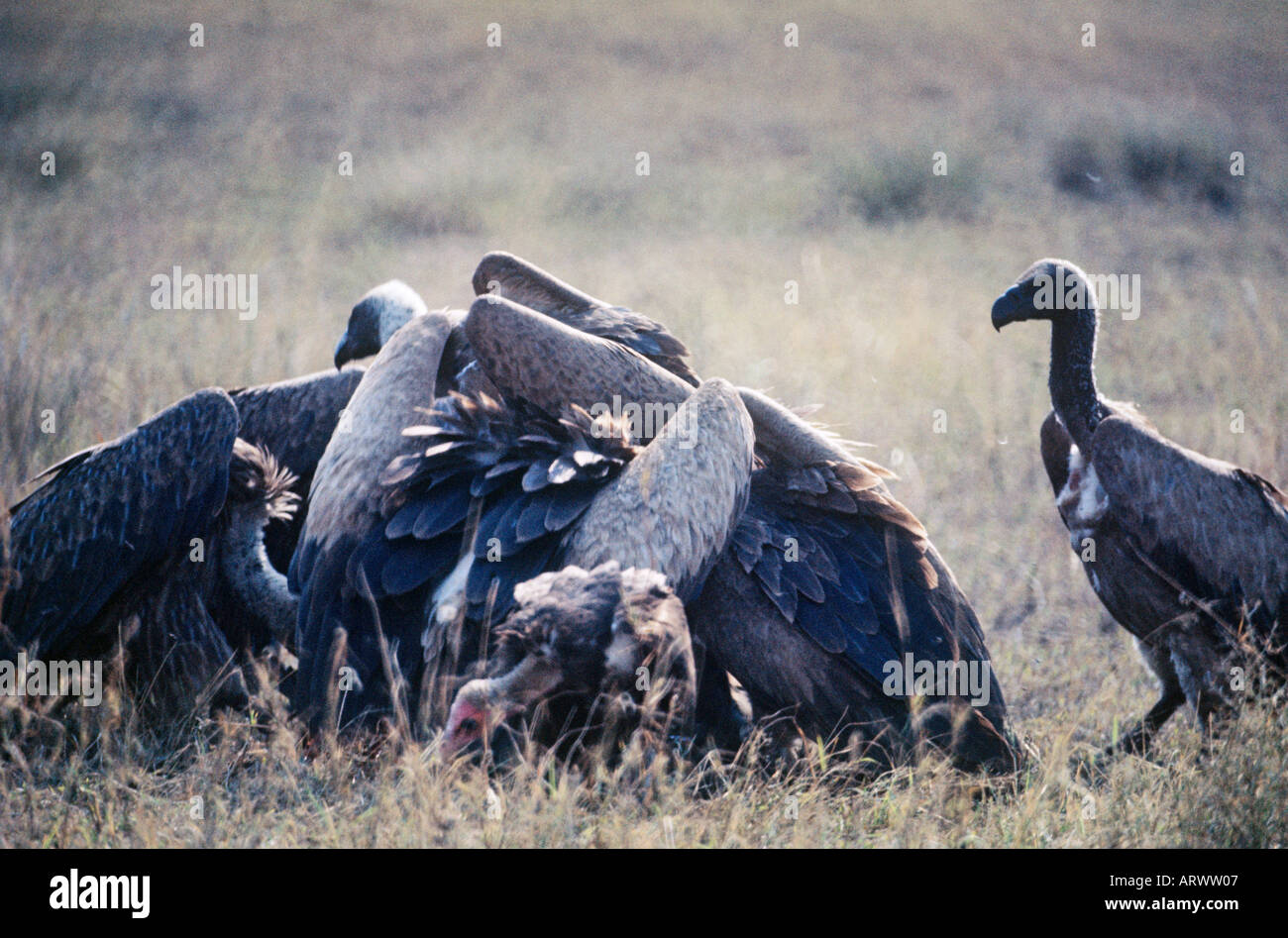 Geier, Afrikas Bereinigung Vögel, verschlingt ein Schlachtkörper Stockfoto