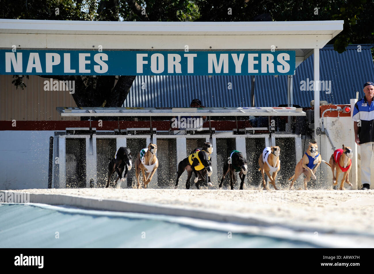 Greyhound-Hunderennen bei Fort Myers Naples Dog track Florida Stockfoto