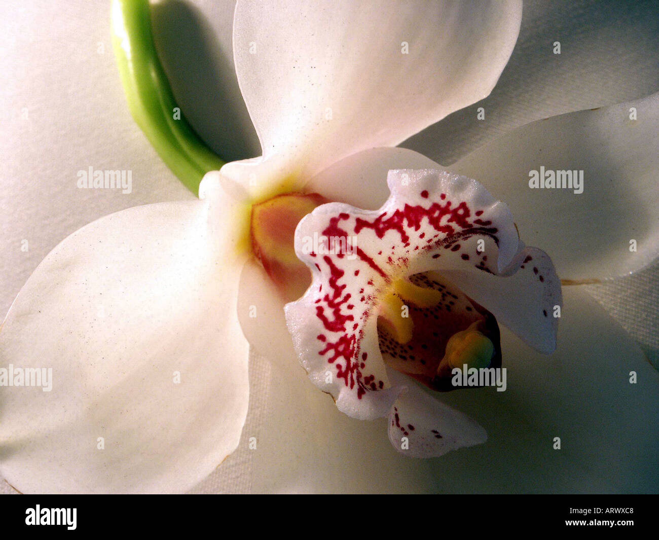Weiße Orchidee Blüte Stockfoto