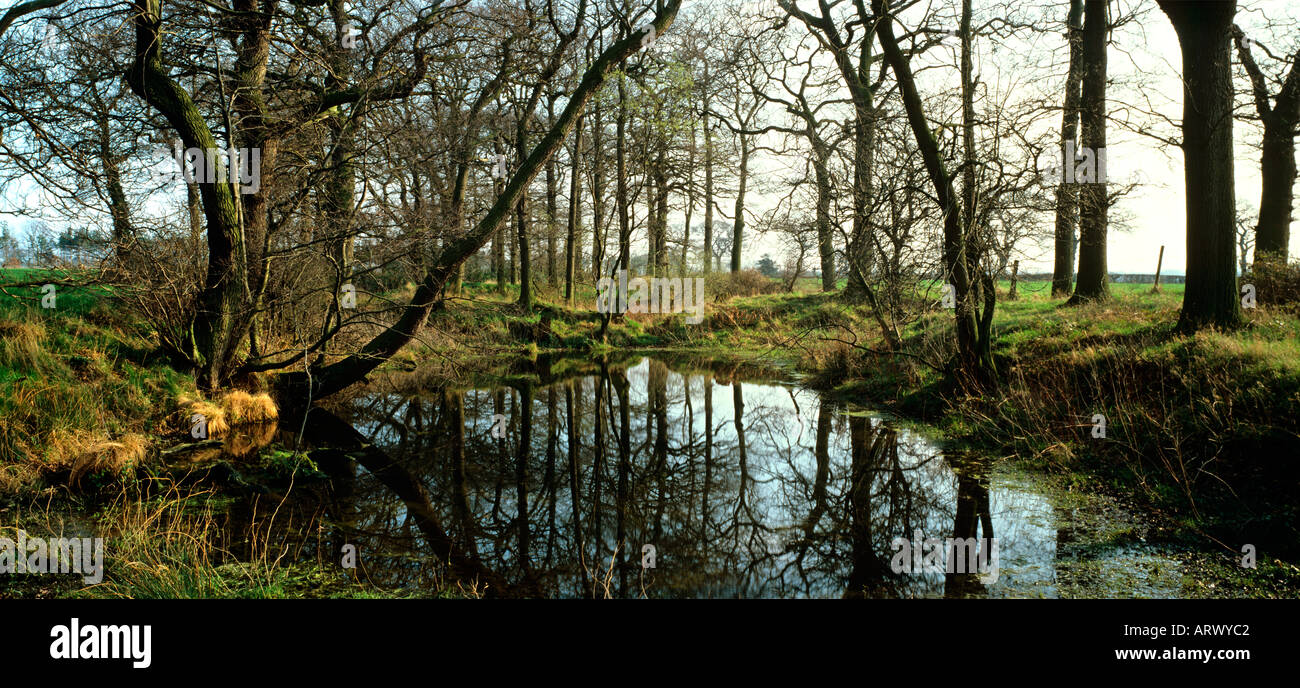 Cheshire Holmes Chapel Teich am Rand des Feldes Stockfoto