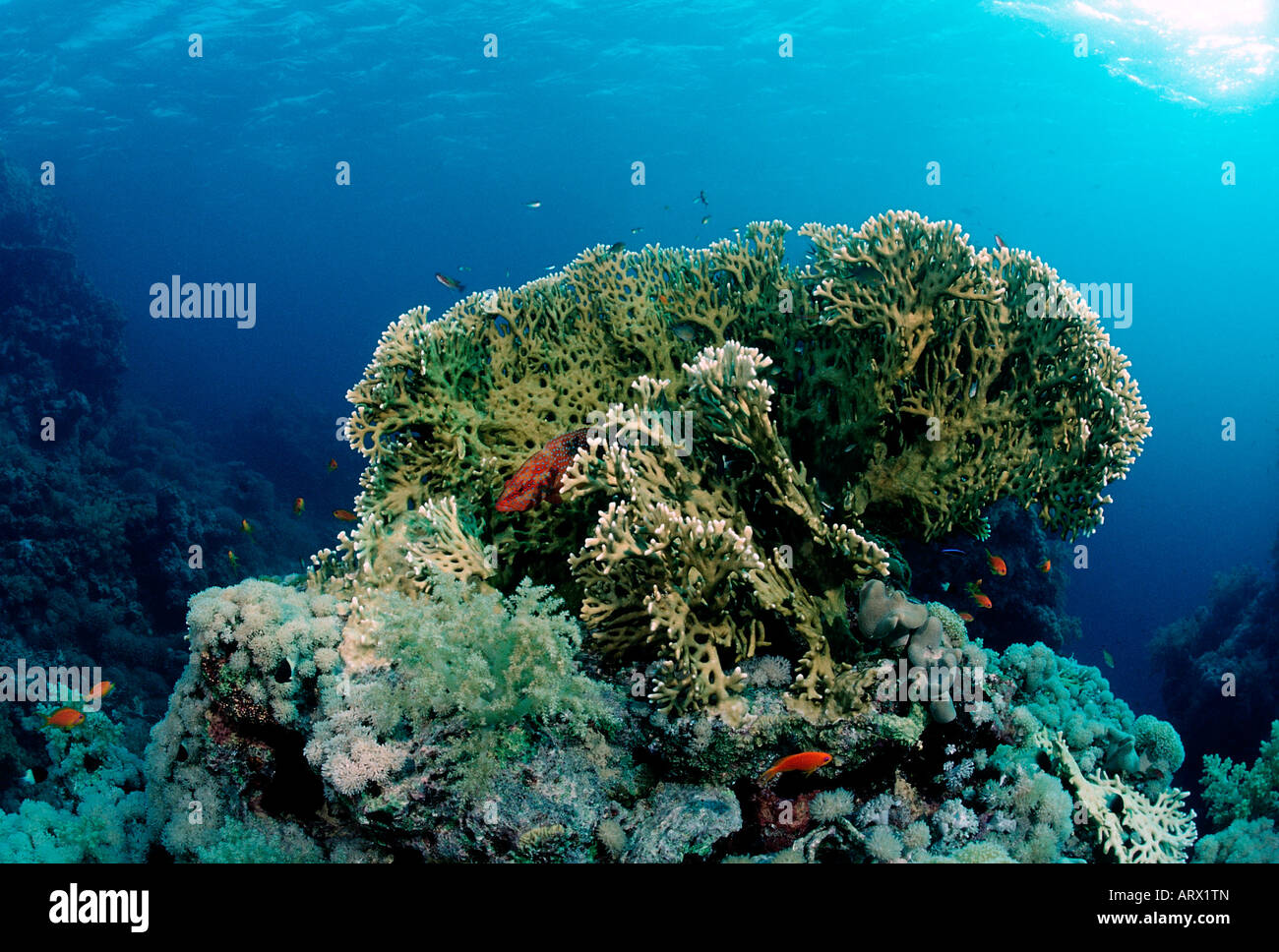 Großes Feuer Korallen Milepora sp Schilfmeer Sudan Stockfoto