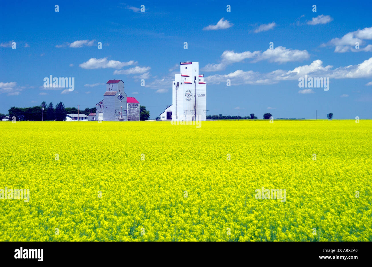 Culross Manitoba Getreidesilos und gelben Raps Feld in voller Blüte auf der kanadischen Prärie Stockfoto