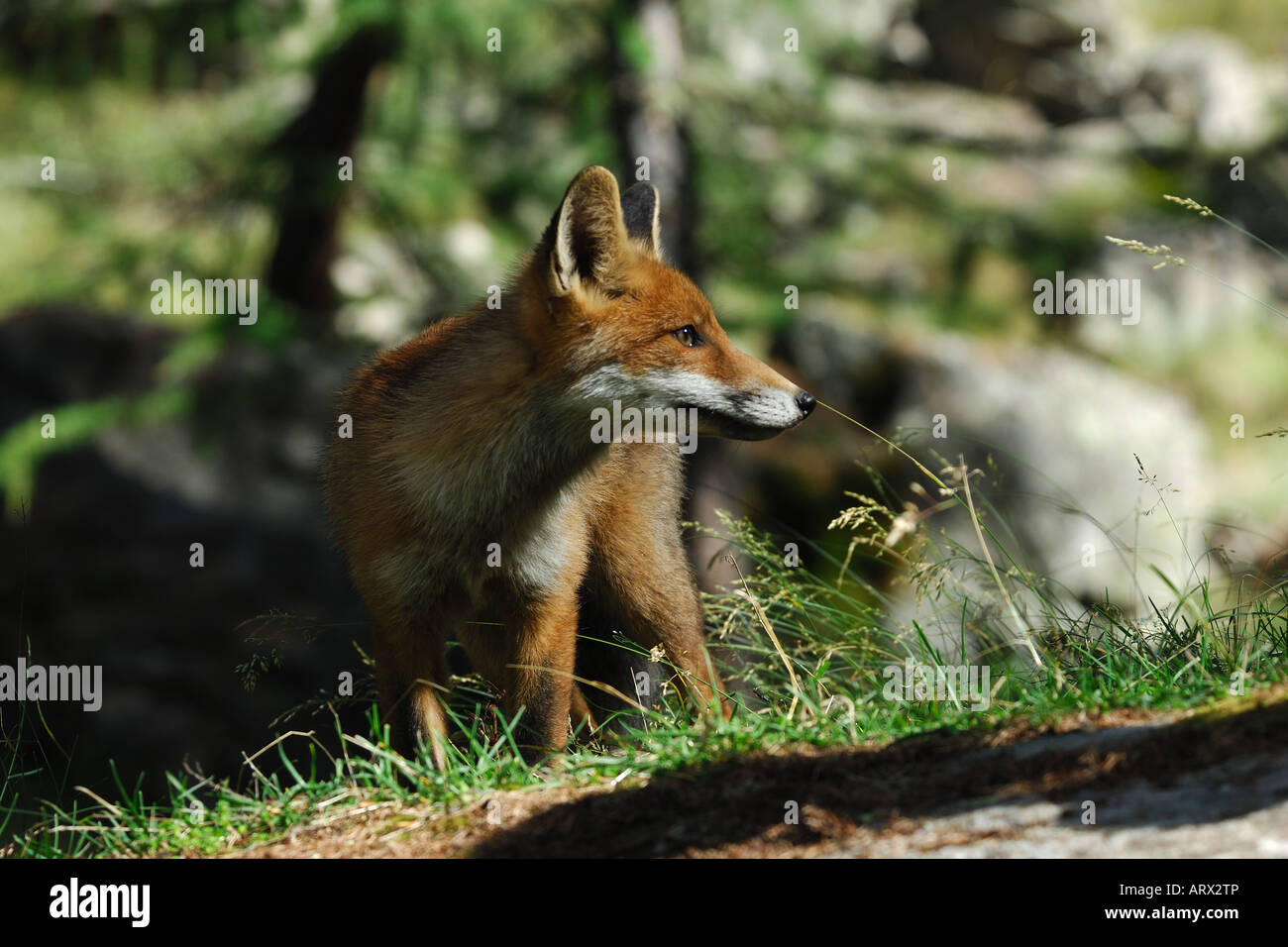 Rotfuchs Gran Paradiso Nationalpark Vulpes Vulpes Berg Raubtier Säugetier Stockfoto