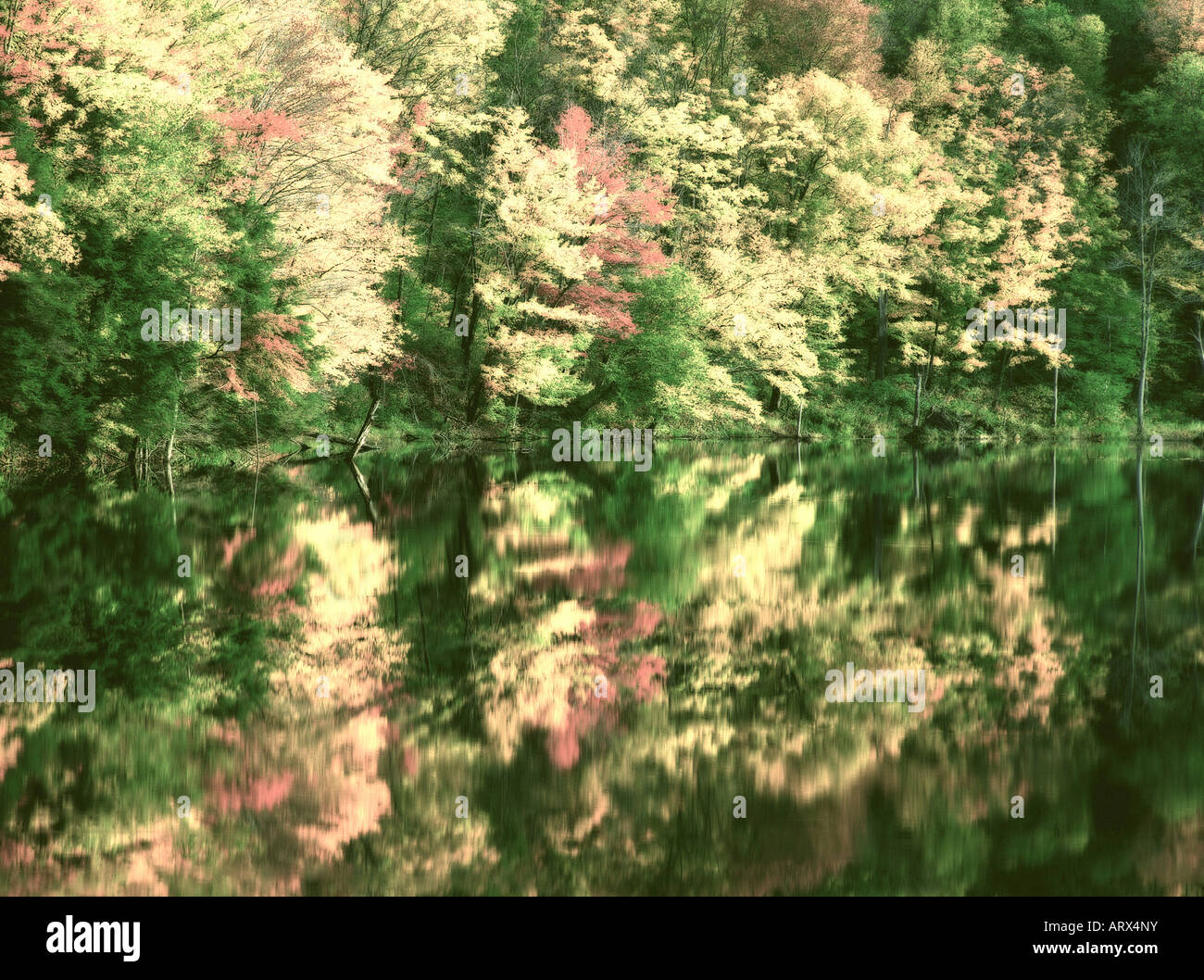 Herbstlaub, reflektiert in einem Teich, Vermont Stockfoto