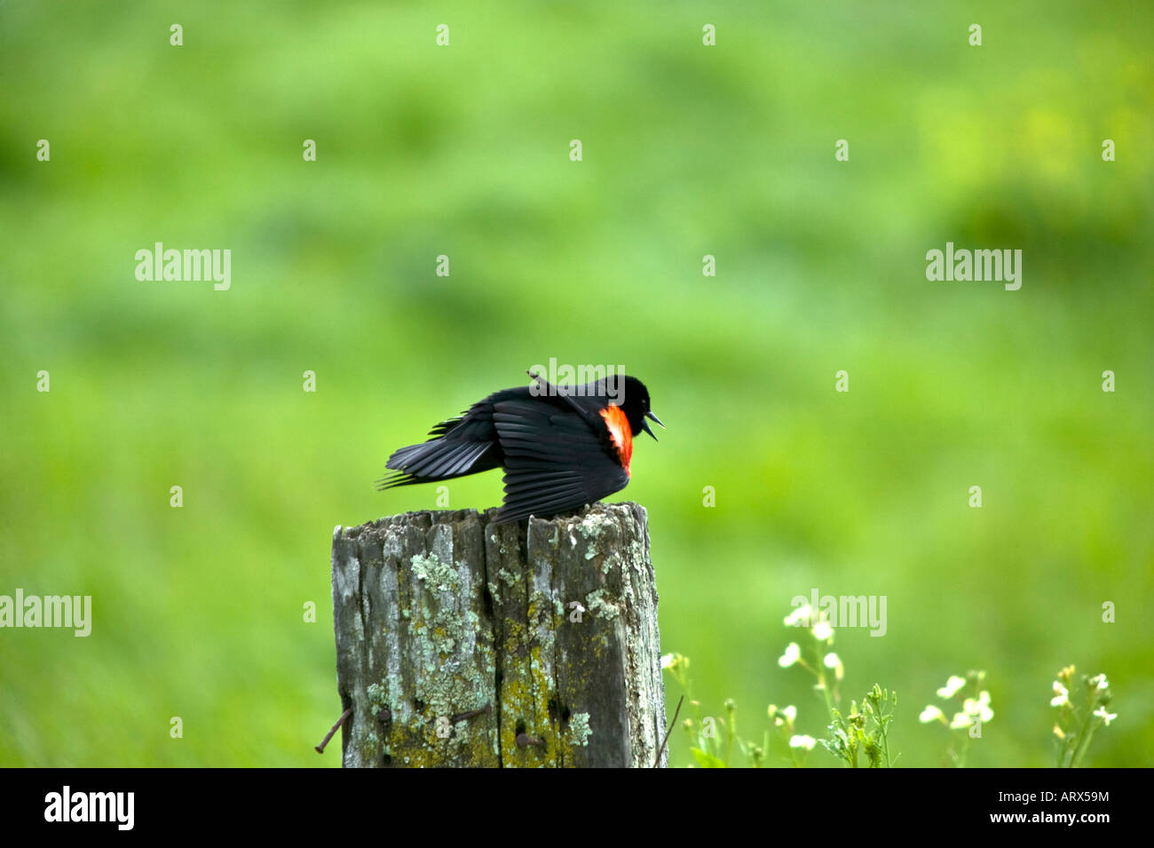 Rotschulterstärling Paarung display Stockfoto