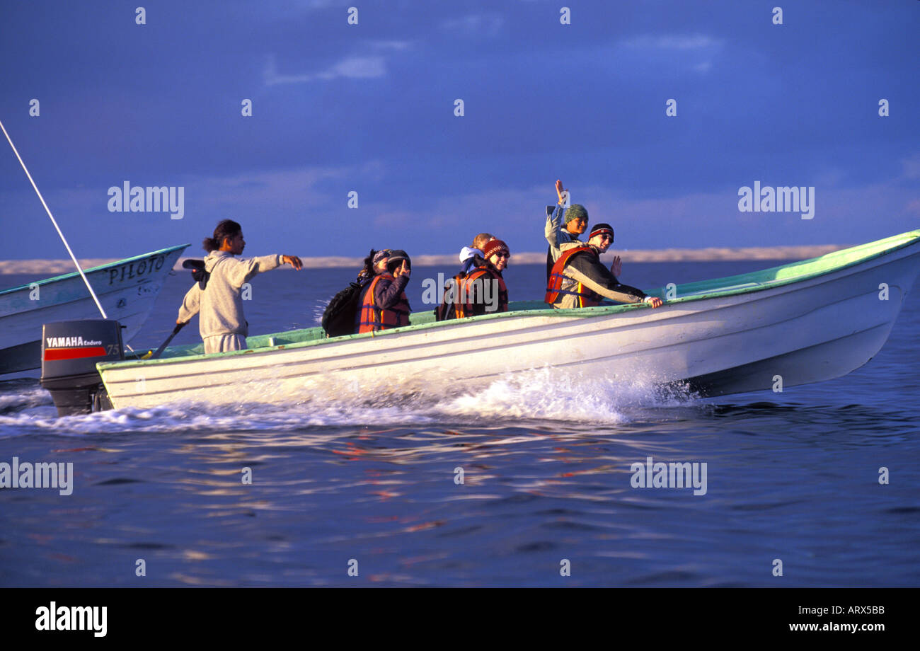 Magdalena Bay, Guide Boot mit Touristen verfolgt Grauwale in der Sea of Cortez, Baja Kalifornien Stockfoto